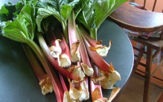 rhubarbe botte