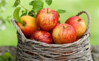 Pomme kilo