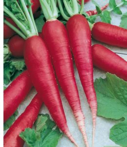 radis rosé de pâques