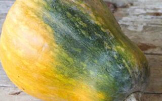 courge sucrine du berry kilo