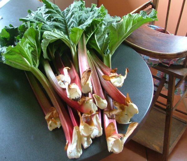 rhubarbe botte