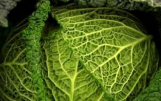 chou vert frisé
