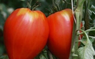 tomate ancienne 500 gr