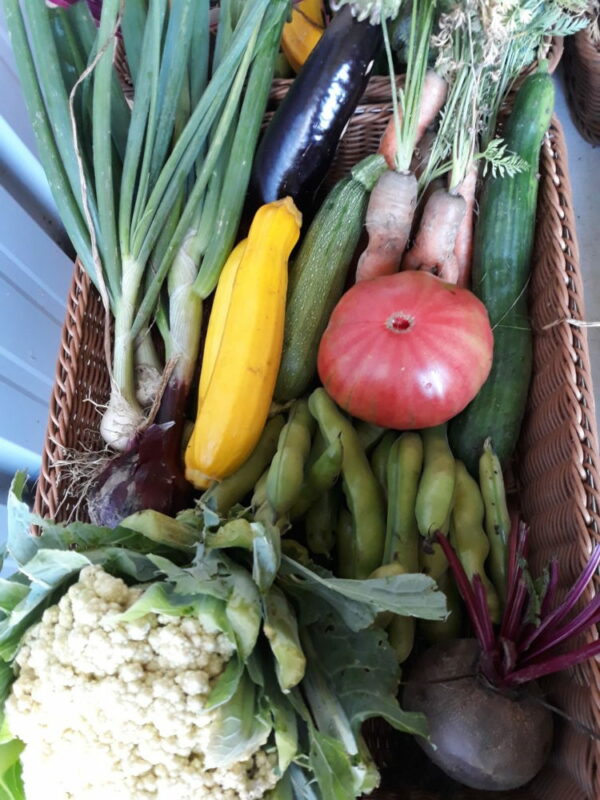 panier de légumes 11 €