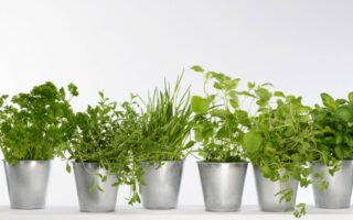 bouquet de 3 aromatiques