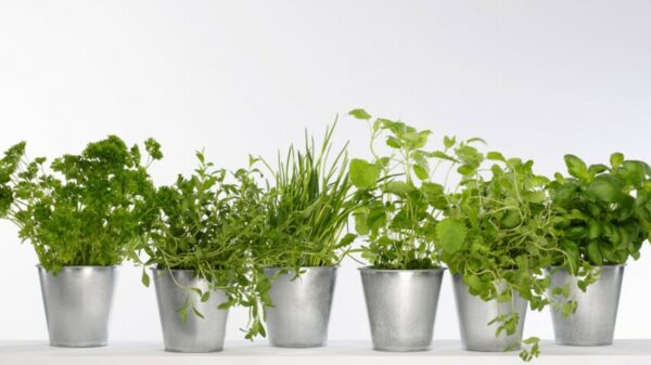 bouquet de 3 aromatiques