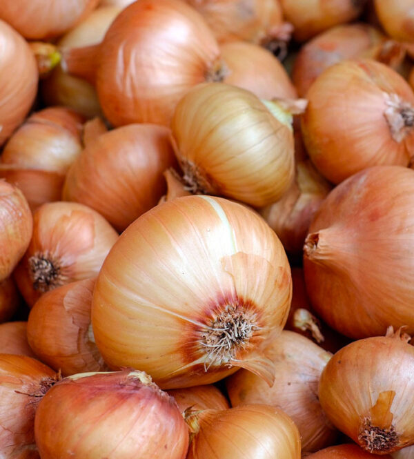 oignons kilo