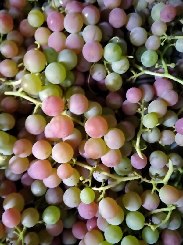 raisin 1 kilo