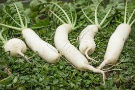 radis daikon