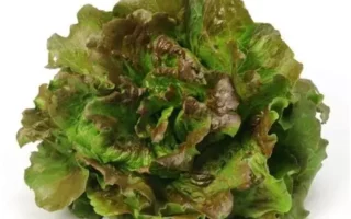 salade