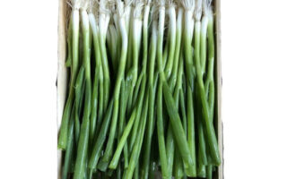 oignons nouveaux botte