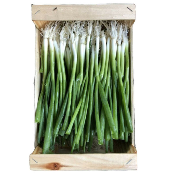 oignons nouveaux botte