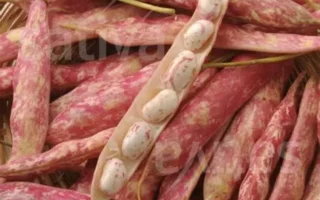 haricot borloto 500gr