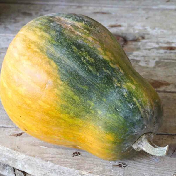 courge sucrine du berry kilo