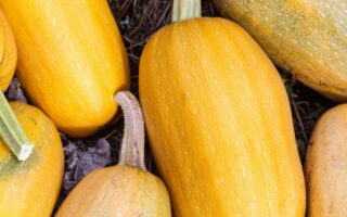 courge spaguetti kilo