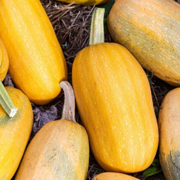 courge spaguetti kilo