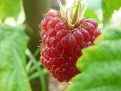 framboise 125gr