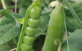 petits pois 300 gr